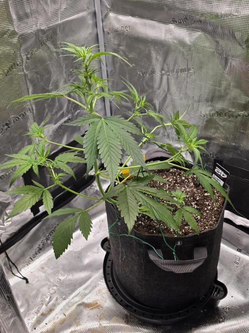 Pineapple Express Auto. Week 5 - Pineapple Express 