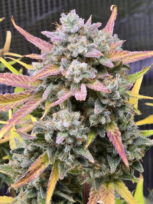 Banana Purple Punch auto. Week 11 - Finishing up