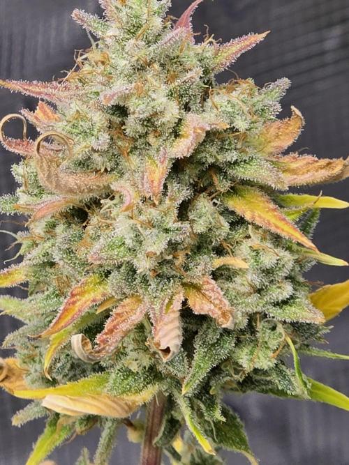 Banana Purple Punch auto. Week 11 - Banana Purple Punch 