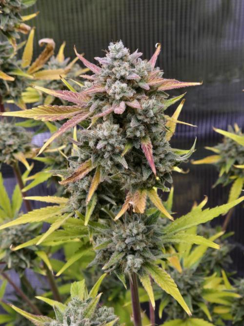 Banana Purple Punch auto. Week 11 - Banana Purple Punch 