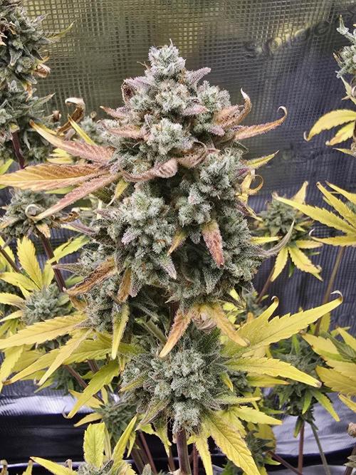 Banana Purple Punch auto. Week 12 - All finished up