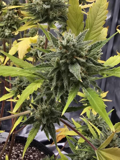 Banana Purple Punch auto. Week 12 - Banana Purple Punch 