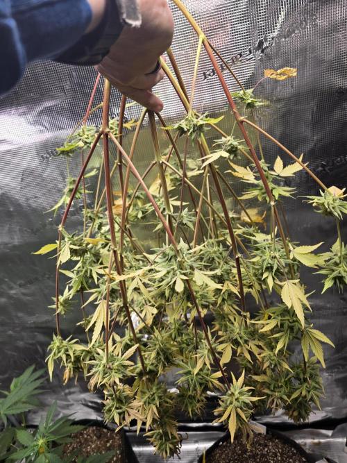 Banana Purple Punch auto. Week 12 - Chopped