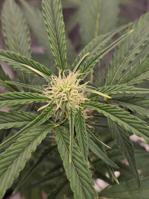 Pineapple Express Auto. Week 6 - Shes moving along fast.  I can see alittle frost starting to show