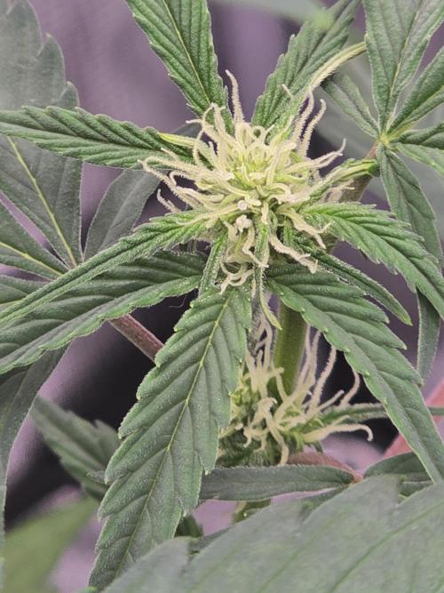 Pineapple Express Auto. Week 6 - Pineapple Express 