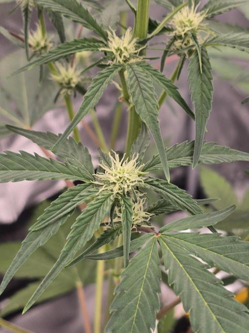 Pineapple Express Auto. Week 6 - Pineapple Express 