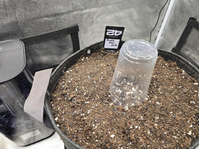 Purple Haze Auto. Week 0 - I place seeds directly in  wet soil and put a dome on top.