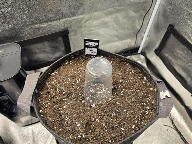 Purple Haze Auto. Week 0