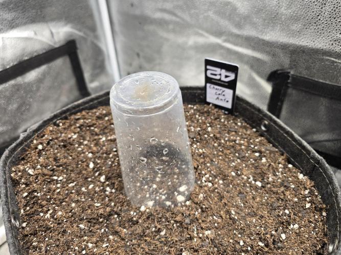 Cherry Cola Auto. Week 0 - How she pops.