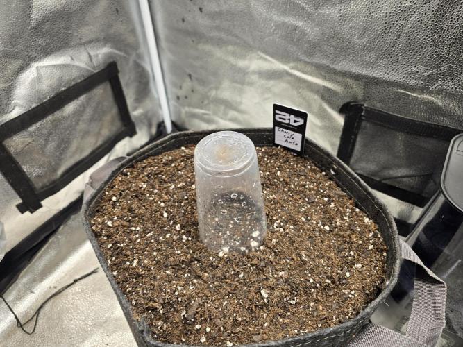 Cherry Cola Auto. Week 0 - Cherry Cola is gonna be amazing 