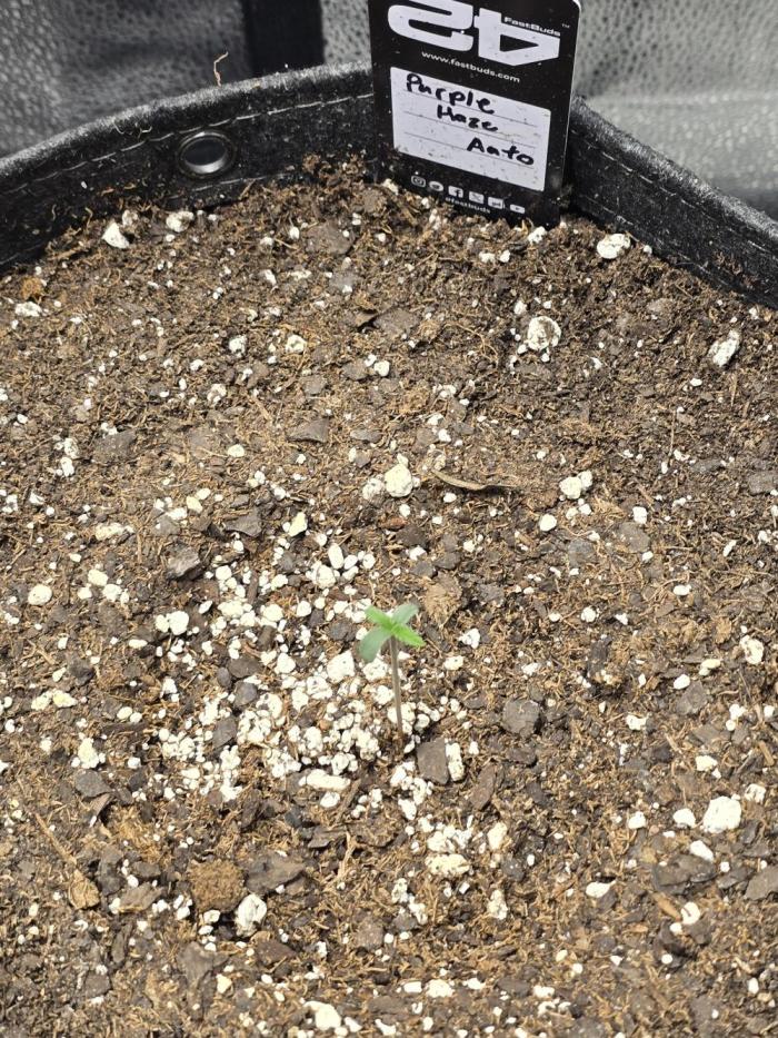 Purple Haze Auto. Week 1 - Another successful start.