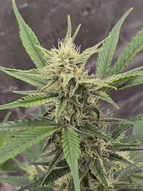 Pineapple Express Auto. Week 7 - She's looking good. 