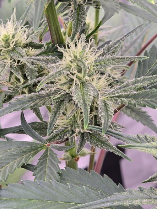 Pineapple Express Auto. Week 7 - Looking great