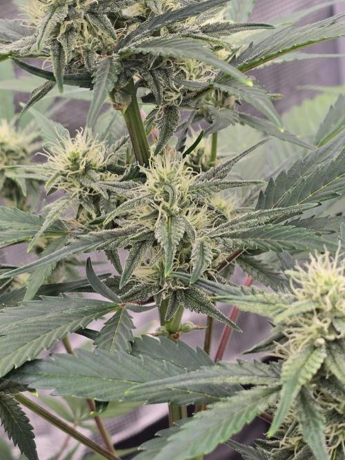 Pineapple Express Auto. Week 7 - Pineapple Express 