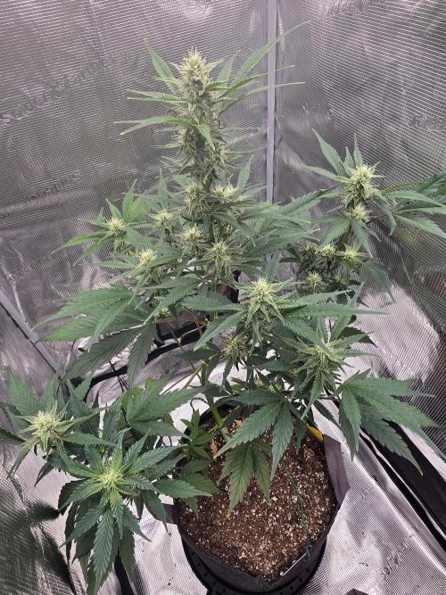 Pineapple Express Auto. Week 7 - Pineapple Express 