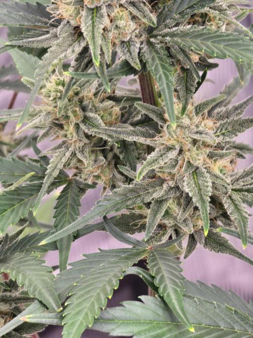 Pineapple Express Auto. Week 8 - Frosty goodness