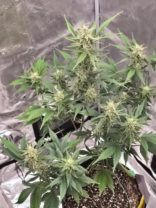 Pineapple Express Auto. Week 8 - Looking good
