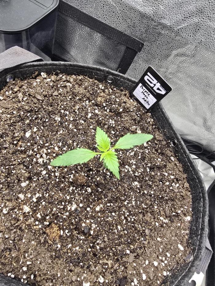 Purple Haze Auto. Week 2 - Looking good so far