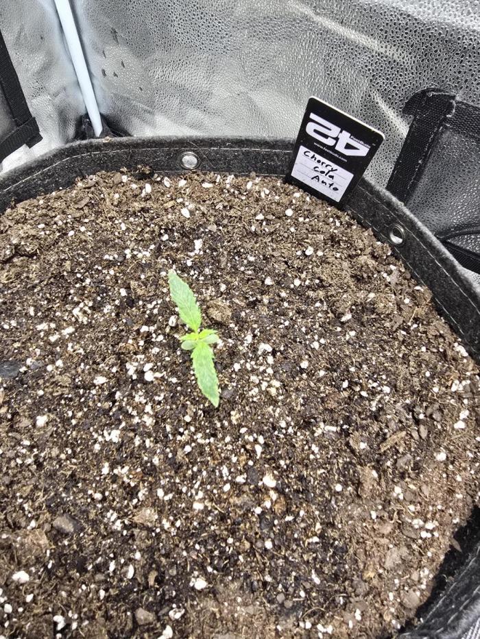 Cherry Cola Auto. Week 2 - So far so good