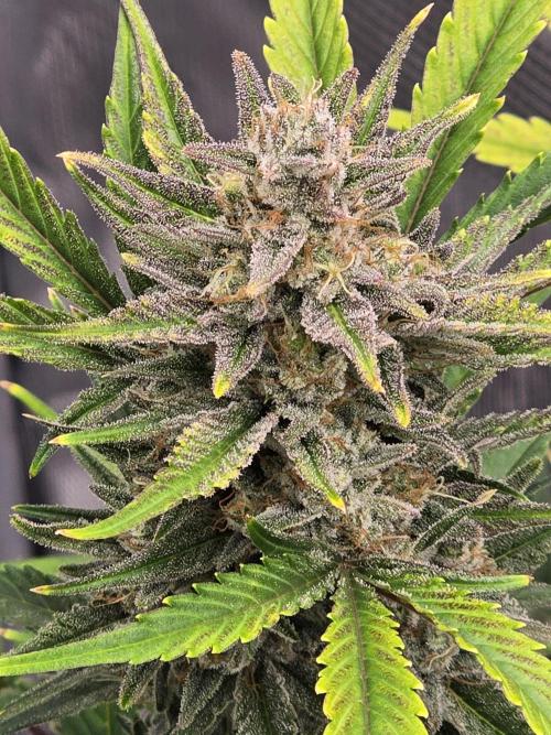 Pineapple Express Auto. Week 9 - Finishing out nicely 