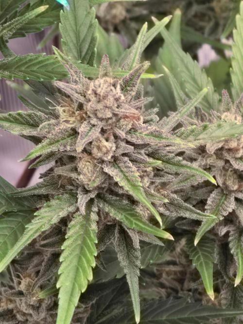 Pineapple Express Auto. Week 9 - Pineapple Express 