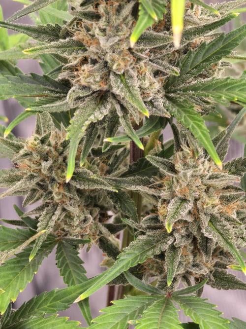 Pineapple Express Auto. Week 9 - Pineapple Express 