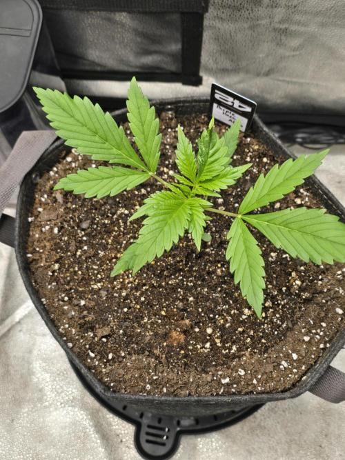 Purple Haze Auto. Week 3 - Shes coming along nicely.  One leaf has a alittle mutation but she should be fin