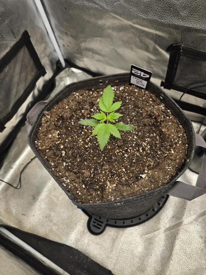 Cherry Cola Auto. Week 3 - Doing well so far.  