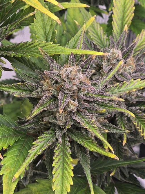 Pineapple Express Auto. Week 10 - Pineapple Express 