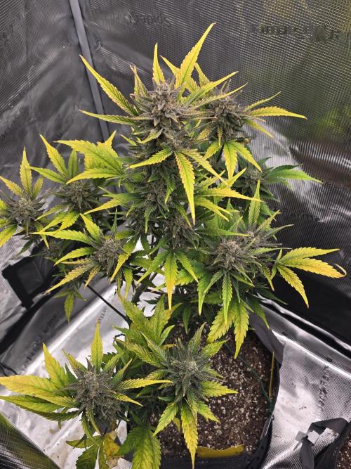 Pineapple Express Auto. Week 10 - Beautiful fade