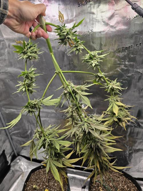 Pineapple Express Auto. Week 10 - Chopped