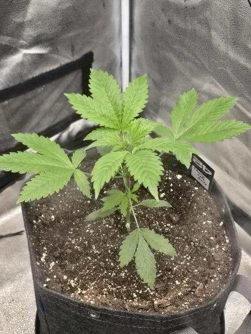 Cherry Cola Auto. Week 4 - Cherry cola 