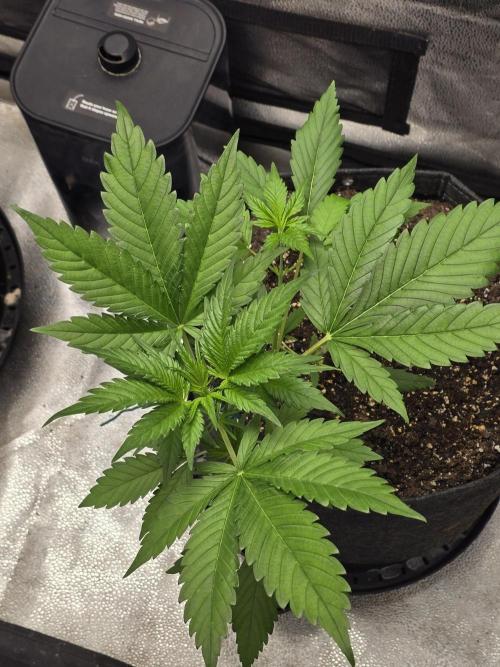 Purple Haze Auto. Week 4 - Nice healthy growth 