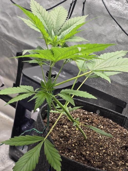 Purple Haze Auto. Week 4 - Alittle LST