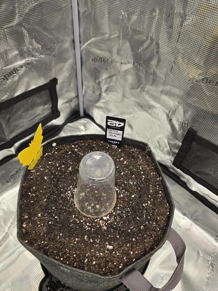 Gorilla Zkittlez auto. Week 0 - Shes in the dirt.