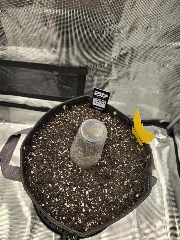 Strawberry Gorilla auto. Week 0 - Shes in the dirt