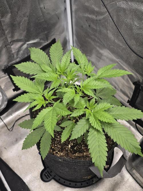 Cherry Cola Auto. Week 5 - She is taking off