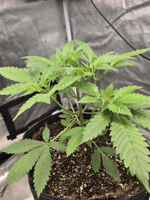 Cherry Cola Auto. Week 5 - Looking healthy 