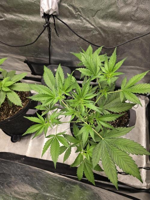 Purple Haze Auto. Week 5 - Shes is growing so fast