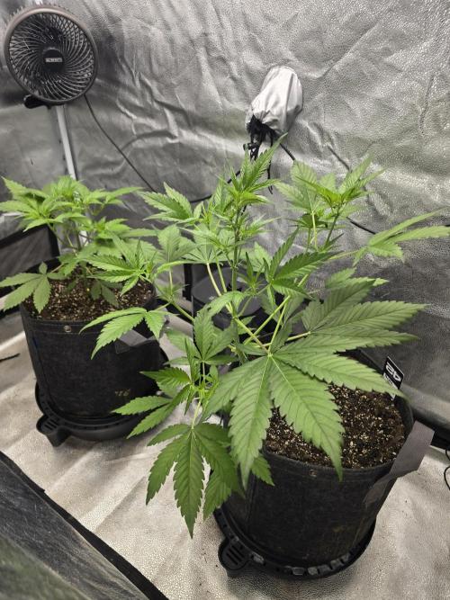 Purple Haze Auto. Week 5 - Huge fan leaves