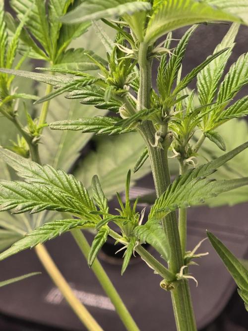 Purple Haze Auto. Week 5 - Looking healthy 