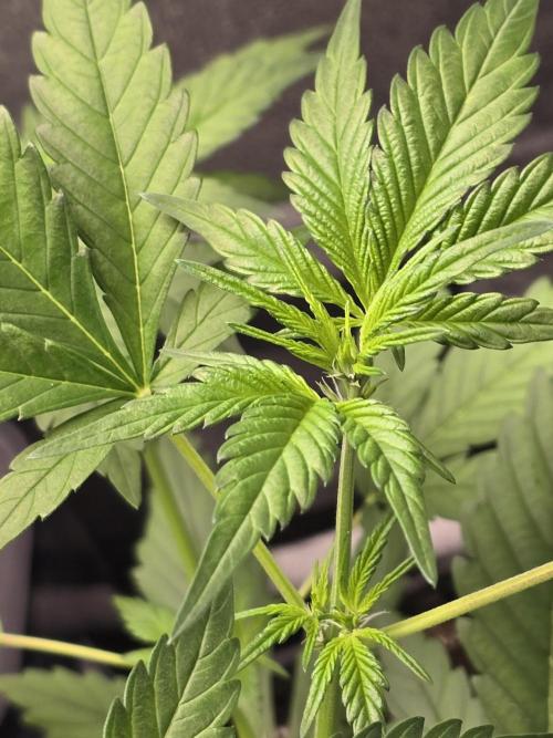 Purple Haze Auto. Week 5 - Great color