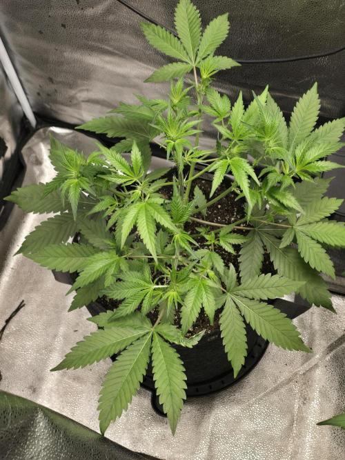 Cherry Cola Auto. Week 6 - Looking healthy 
