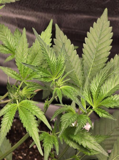 Cherry Cola Auto. Week 6 - Bud sites starting to form