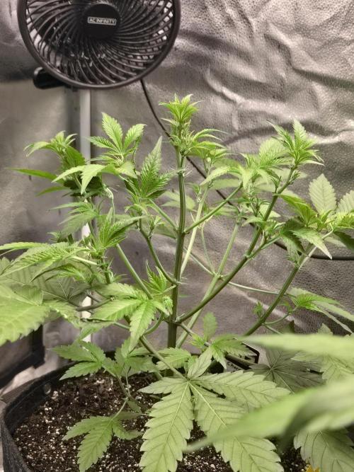 Cherry Cola Auto. Week 6 - Great structure 