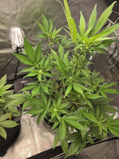 Purple Haze Auto. Week 6 - She loved last week's top dress.  Shes praying to the heavens.