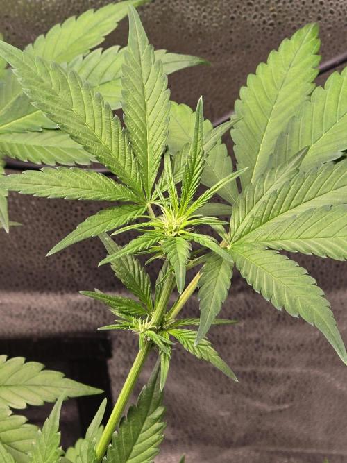 Purple Haze Auto. Week 6 - Looking good