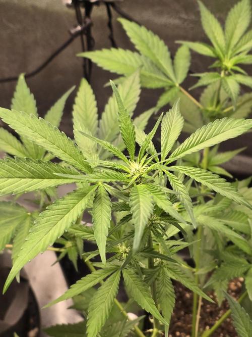 Purple Haze Auto. Week 6 - Purple Haze 