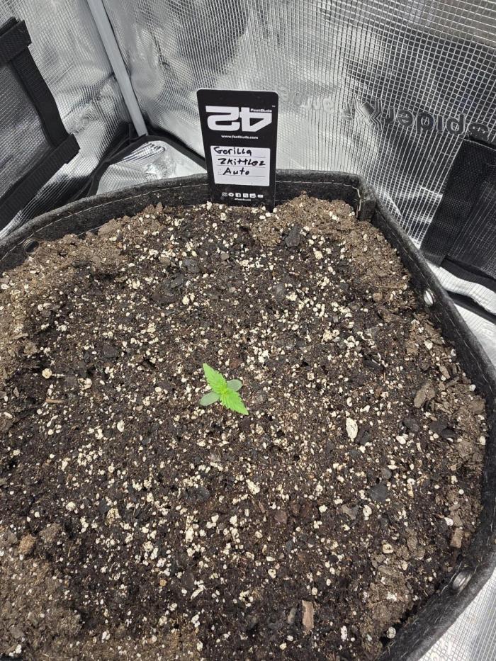 Gorilla Zkittlez auto. Week 1