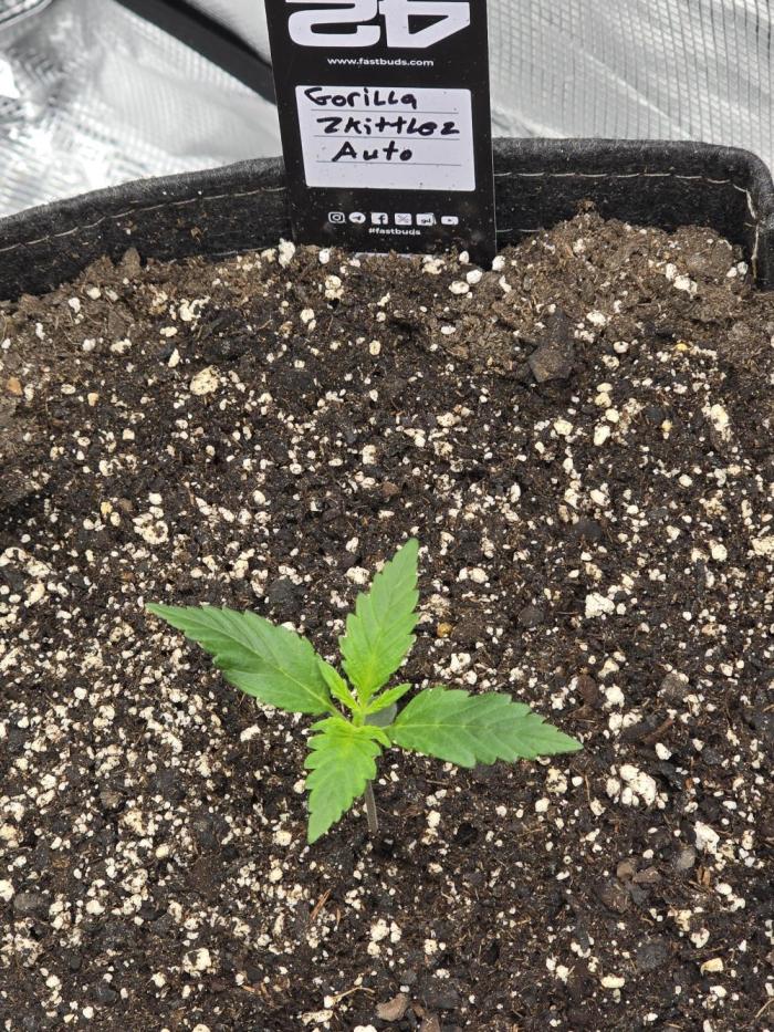 Gorilla Zkittlez auto. Week 2 - Coming along nicely 